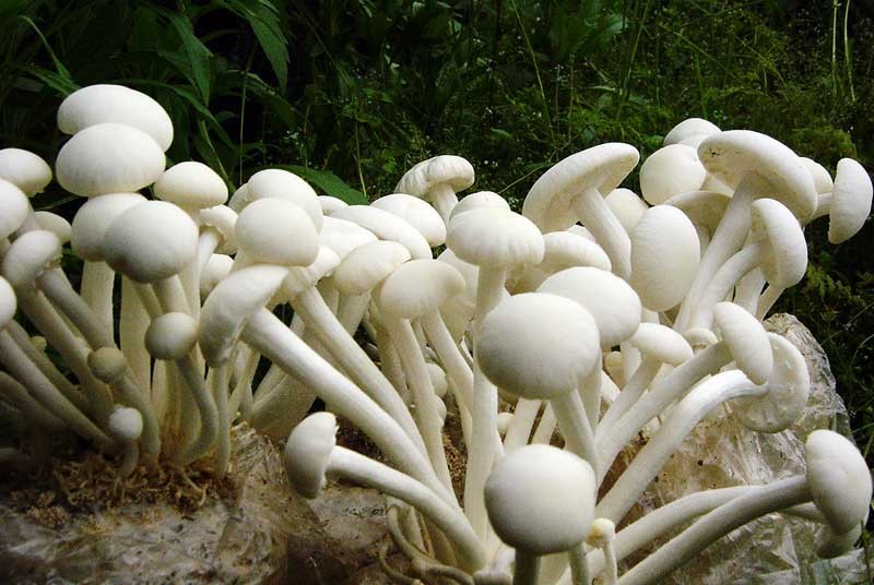 食用菌菇恒溫恒濕室的優勢