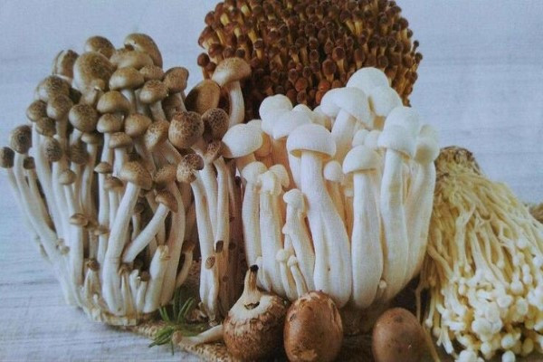 食用菌栽培室的選擇-恒溫恒濕空調